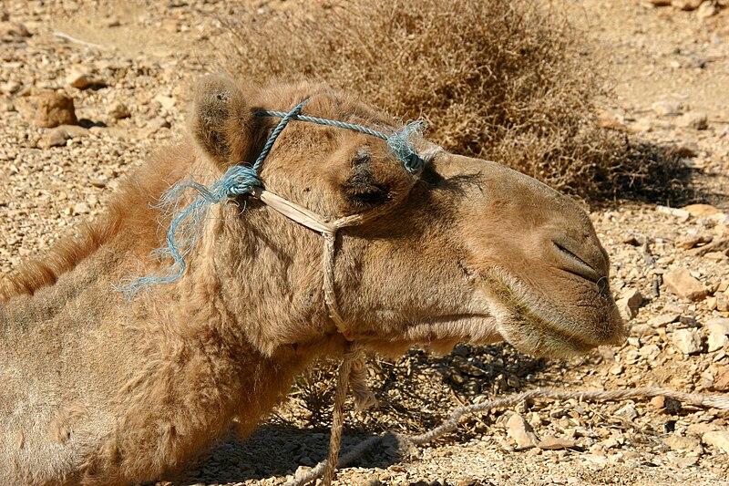 File:Sinai-Kameltour-2434-Qalilah-Portrait-2009-gje.jpg