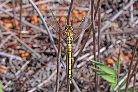 Orthetrum malgassicum-naaras