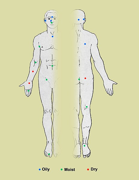 Ecology of the 20 sites on the skin studied in the Human Microbiome Project