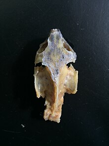 Dorsal view of skull and cervical vertebrae of a cryptodiran turtle from the family Emydidae. Not all cervical vertebrae are featured due to the dissection cut. Skull and cervical vertebrae of a cryptodiran turtle from the Emydidae family.jpg