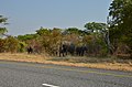 Sloni na silnici v národním parku Chobe, cestou do Namibie - Botswana - panoramio.jpg
