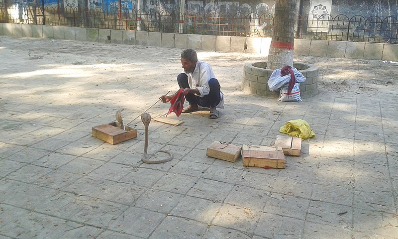 File:Snake charmers in Bangladesh.jpg