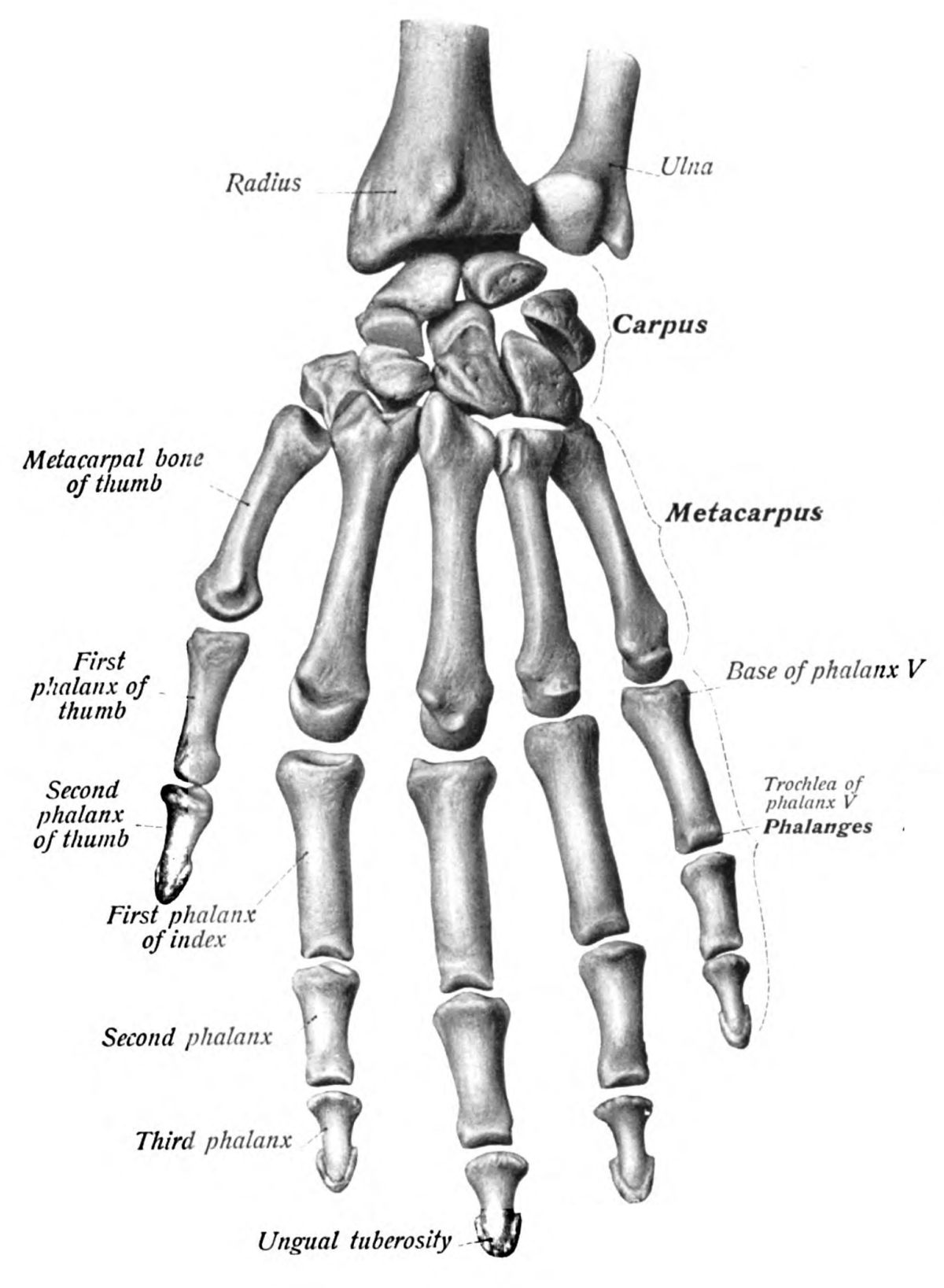 Ibu jari - Wikipedia bahasa Indonesia, ensiklopedia bebas