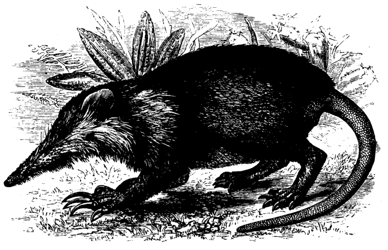 File:Solenodon Mivart.png