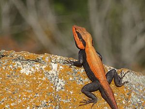 South Indian or Peninsular rock agama.jpg