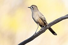 Southern Scrub-Robin 0A2A1672.jpg