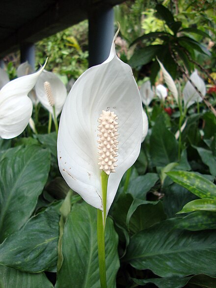 Цветок цветет стрелой. Спатифиллум wallisii. Спатифиллум Уоллиса (Spathiphyllum wallisii). Белокрыльник спатифиллум. Spathiphyllum wallisii растение.