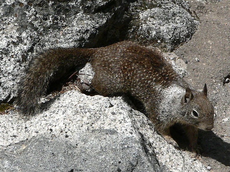 File:Spermophilus beecheyi 08627.JPG