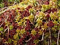 Sphagnum 260108.JPG