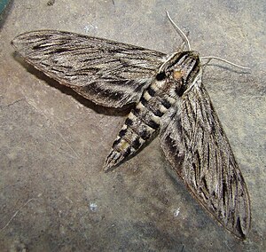 Sphinx canadensis - Canadian Sphinx Moth.jpg