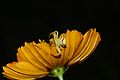 * Nomination Crab Spider (Thomisus sp) --Vengolis 02:08, 17 August 2017 (UTC) * Promotion Good quality. -- Johann Jaritz 02:17, 17 August 2017 (UTC)