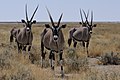 Όρυξ Γαζέλα Oryx gazella