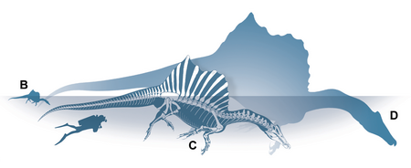 Tập_tin:Spinosaurus_swimming_size_comparison.png