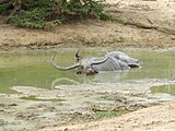 Bovidé sri lankais. Category:animals in Sri LankaiCategory:Unknown BovidaeCategory:Unidentified organisms