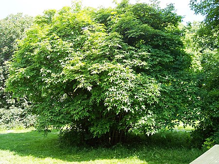 Staphylea colchica.jpg