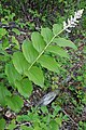 Maianthemum racemosum, or false Solomon's seal