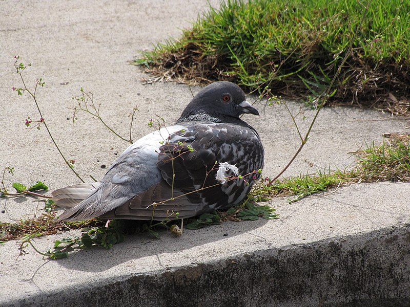 File:Starr-090720-2984-Boerhavia coccinea-habit with rock dove-Waiehu-Maui (24852027122).jpg