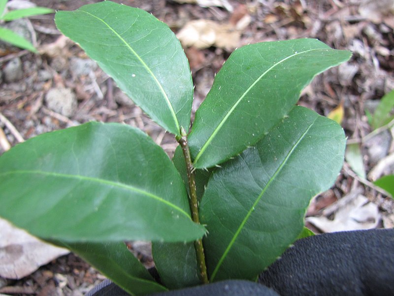 File:Starr-120229-3104-Ochna thomasiana-leaves-Waikapu Valley-Maui (25018305842).jpg