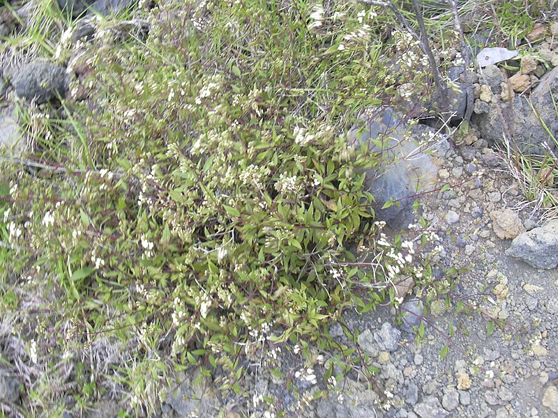 File:Starr 040131-0062 Ageratina riparia.jpg