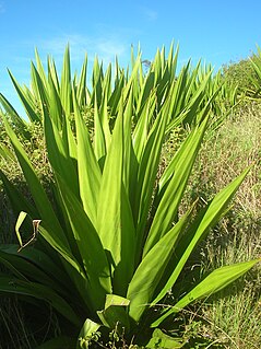 <i>Furcraea foetida</i> species of plant