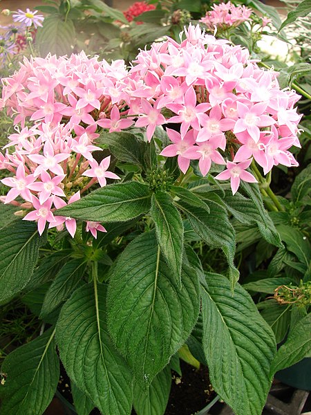 File:Starr 080117-1497 Pentas lanceolata.jpg