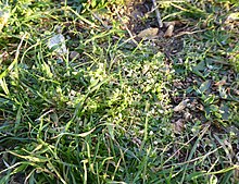Lesser chickweed has a distinctive yellow/green colour Stellaria apetala habitat.jpg