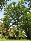 Pedunculate oak at the church in Ladeburg.JPG