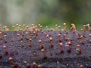 <i>Stilbella</i> Genus of fungi