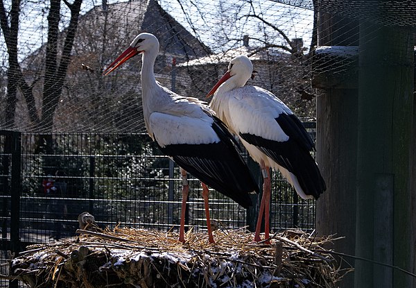 Zwei Störche im Parc de l'Orangerie in Straßburg (eigenes Bild)