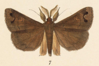 <i>Strathocles</i> Genus of moths
