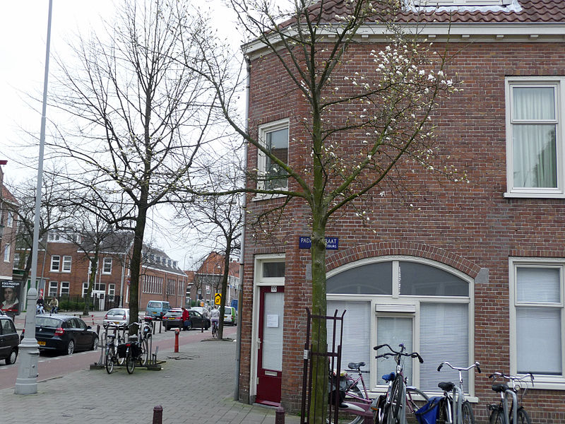 File:Streetcorner with magnolia - tulip-tree - on the Zeeburgerdijk, Amsterdam.jpg