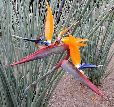 Strelitzia parvifolia kz2.JPG