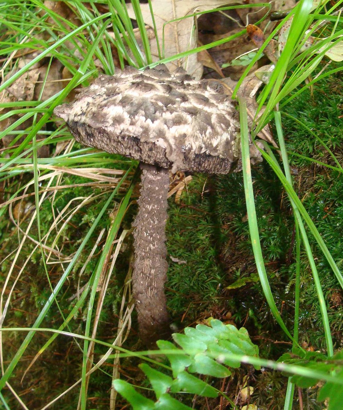 Moldy mushrooms. Is that considered cannibalism? Also, still eatable? It's  not slimy, just fuzzy. : r/MoldlyInteresting