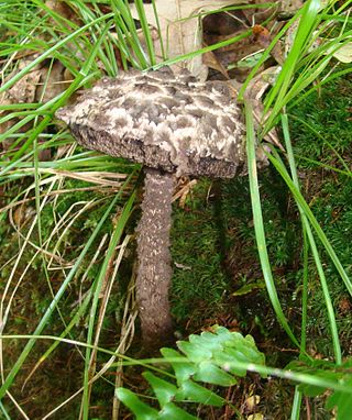 <i>Strobilomyces strobilaceus</i> Species of fungus