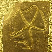 Fossile de Somasteroidea (Stuertzia leptosoma)