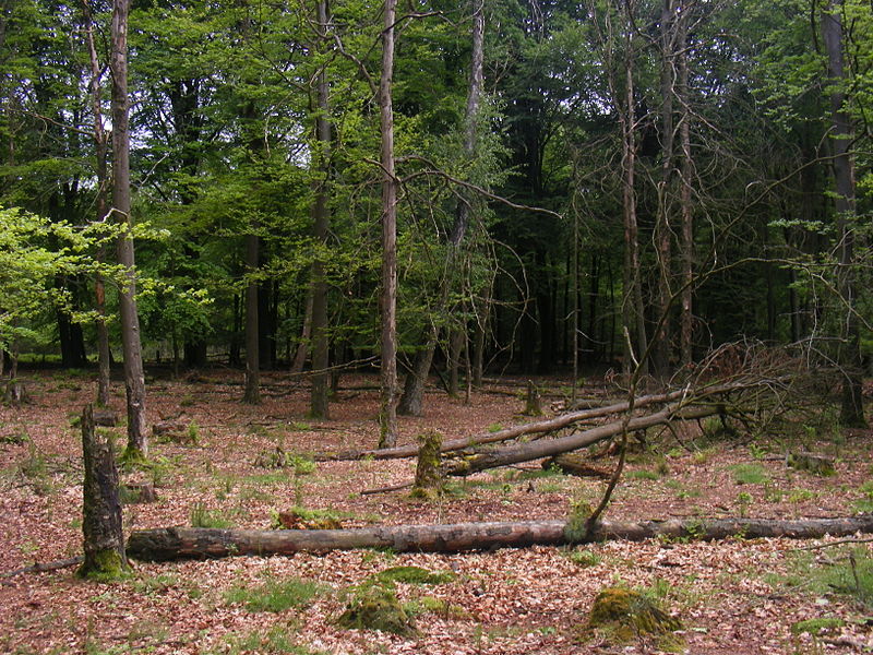 File:Stuk bos zonder ondergroei in Nationaal Park Veluwezoom.JPG