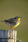 Western meadowlark, Oregon's state bird