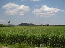 プランテーション - Wikipedia