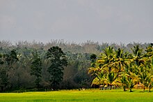 Paddy field in Sultan Bathery