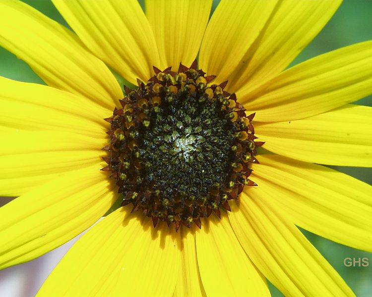 File:Sunflower USFWS.jpg