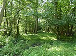 Swangey Fen, Attleborough