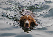 Many dog camps are located near lakes to facilitate swimming Swimming dog bgiu.jpg