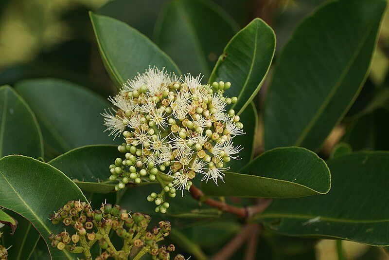 File:Syzygium caryophyllatum 06359.jpg