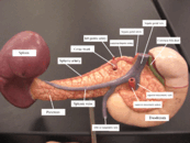 Arterie e vene intorno al pancreas e alla milza