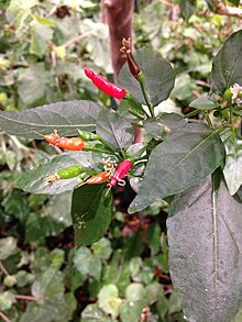 Tabasco pepper on its bush in the Bergianska botanical gardens, Stockholm, 2013 Tabasco.JPG