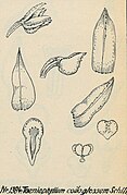 Taeniophyllum coiloglossum
