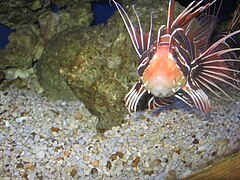 TailbarLionfish.JPG