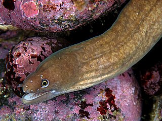 Uropterygiinae subfamily of fishes