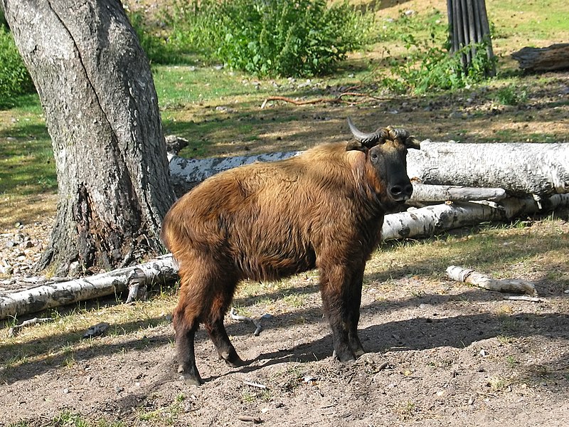 File:Takin (Budorcas taxicolor) in Korkeasaari Zoo, Helsinki, Finland.jpg