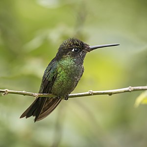 Talamanca hummingbird, by Charlesjsharp
